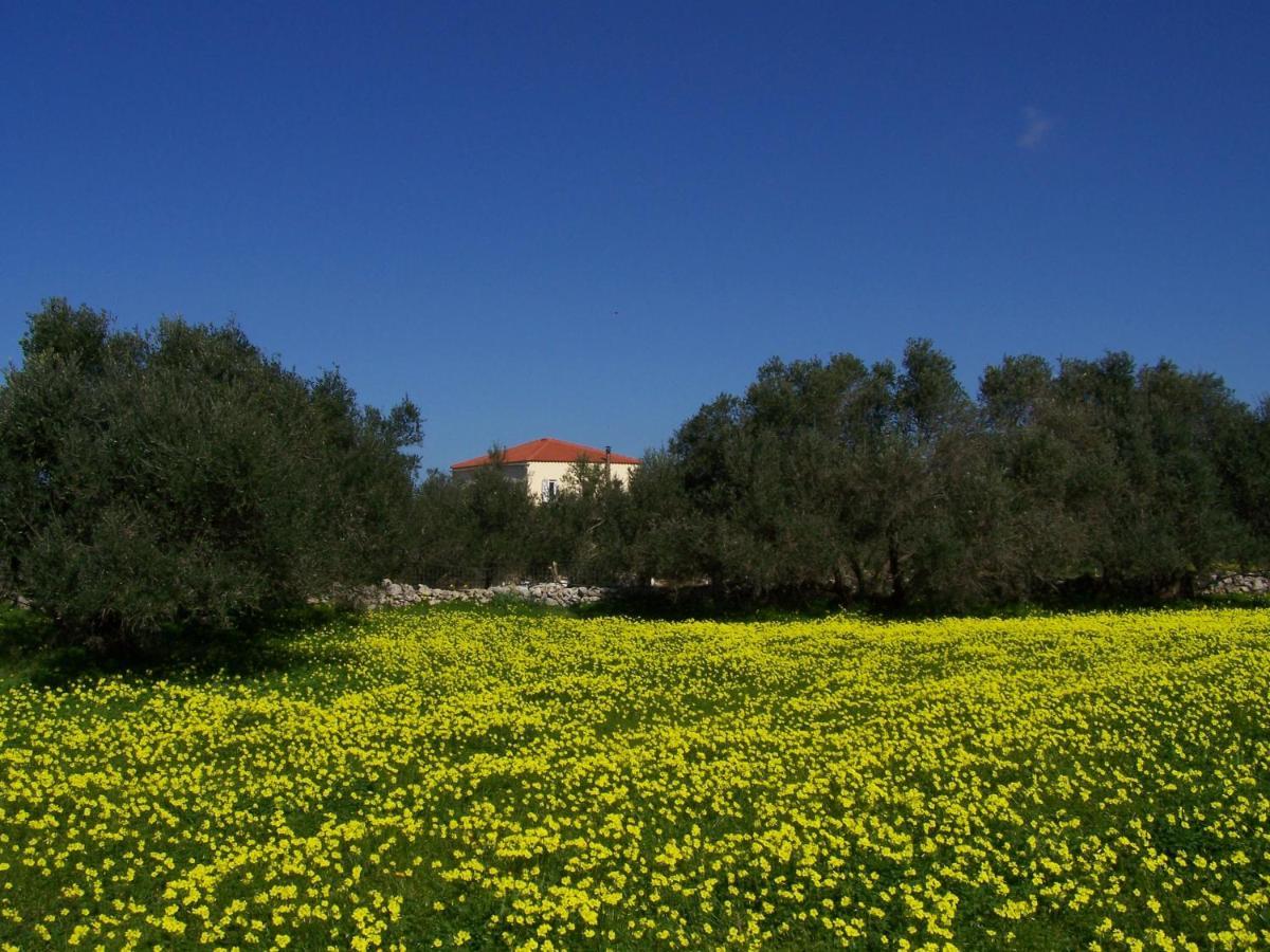 Lägenhet Manolo S Olive Farm, With Seaview Chania (Crete)